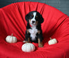 AKC Registered Bernese Mountain Dog For Sale Sugarcreek OH Male-Apollo