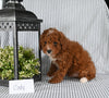 AKC Registered Mini Poodle For Sale Holmesville OH Male-Cody