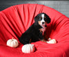 AKC Registered Bernese Mountain Dog For Sale Sugarcreek OH Male-Apollo