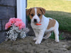 Jack Russell Terrier For Sale Millersburg OH Male-Bruno