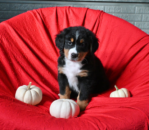 AKC Registered Bernese Mountain Dog For Sale Sugarcreek OH Male-Bandit