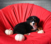 AKC Registered Bernese Mountain Dog For Sale Sugarcreek OH Male-Bandit