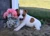 Jack Russell Terrier For Sale Millersburg OH Female-Shelly