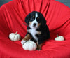 AKC Registered Bernese Mountain Dog For Sale Sugarcreek OH Female-Bailey