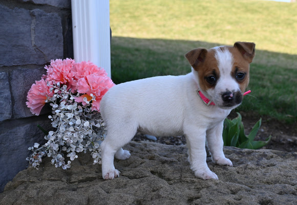 Jack Russell Terrier For Sale Millersburg OH Female-Shelly