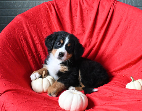 AKC Registered Bernese Mountain Dog For Sale Sugarcreek OH Female-Bailey