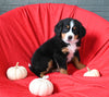 AKC Registered Bernese Mountain Dog For Sale Sugarcreek OH Female-Bailey