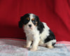 AKC Registered Cavalier KCS For Sale Millersburg OH Female-Lola