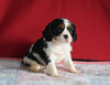 AKC Registered Cavalier KCS For Sale Millersburg OH Female-Lola
