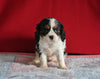 AKC Registered Cavalier KCS For Sale Millersburg OH Female-Lola