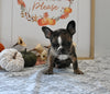 Frenchton For Sale Millersburg OH Male-Josiah