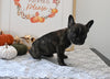 Frenchton For Sale Millersburg OH Female-Joy