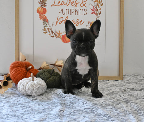 Frenchton For Sale Millersburg OH Female-Joy