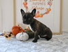 Frenchton For Sale Millersburg OH Female-Joy