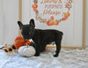 Frenchton For Sale Millersburg OH Male-Jimmy