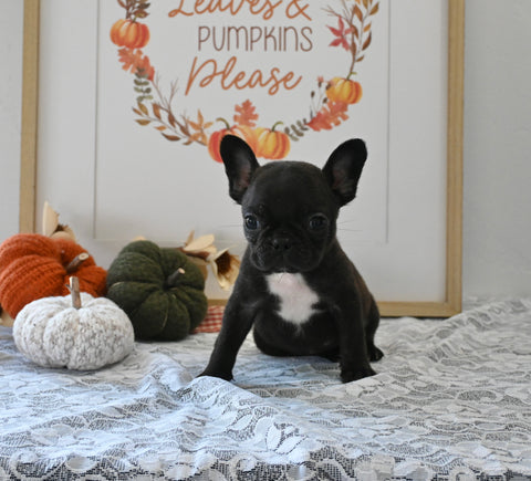 Frenchton For Sale Millersburg OH Male-Jimmy