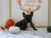 Frenchton For Sale Millersburg OH Male-Jimmy