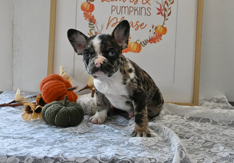 Frenchton For Sale Millersburg OH Male-Jeremiah