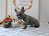 Frenchton For Sale Millersburg OH Male-Jack