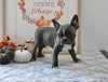 Frenchton For Sale Millersburg OH Male-Jack