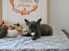 Frenchton For Sale Millersburg OH Female-Jill