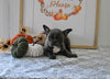 Frenchton For Sale Millersburg OH Female-Jill