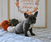 Frenchton For Sale Millersburg OH Female-Jill