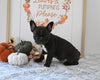 Frenchton For Sale Millersburg OH Male-Jerrod