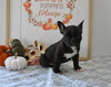 Frenchton For Sale Millersburg OH Male-Jerrod