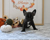 Frenchton For Sale Millersburg OH Male-Jakobi