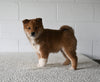 AKC Registered Shiba Inu For Sale Millersburg OH Male-Chip