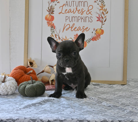 Frenchton For Sale Millersburg OH Male-Jeffrey