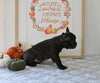 Frenchton For Sale Millersburg OH Male-Jeffrey