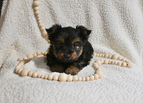 Yorkshire Terrier For Sale Baltic OH Female-Callie