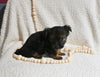 Yorkshire Terrier For Sale Baltic OH Female-Carla