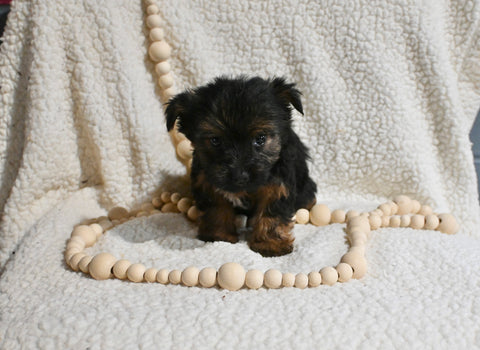 Yorkshire Terrier For Sale Baltic OH Female-Carla