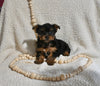 Yorkshire Terrier For Sale Baltic OH Female-Cassie