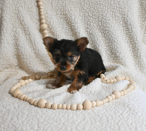 Yorkshire Terrier For Sale Baltic OH Female-Chloe