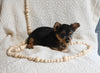 Yorkshire Terrier For Sale Baltic OH Female-Chloe