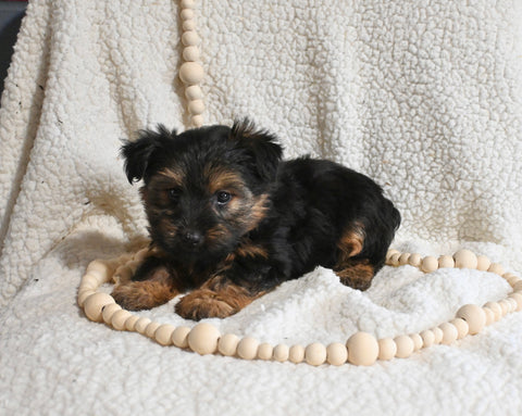 Yorkshire Terrier For Sale Baltic OH Male-Cody