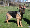 AKC Registered German Shepherd For Sale Millersburg OH Male-Braxton