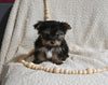 Yorkshire Terrier For Sale Baltic OH Female-Sophia