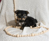 Yorkshire Terrier For Sale Baltic OH Female-Sophia