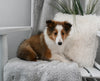 ACA Registered Shetland Sheepdog For Sale Baltic OH Male-Rosco