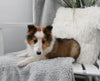 ACA Registered Shetland Sheepdog For Sale Baltic OH Male-Piper