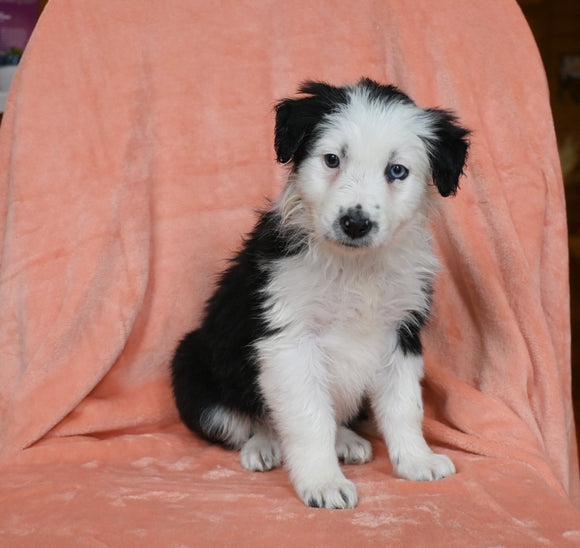 ABCA Registered Border Collie For Sale Warsaw OH Female-Mia