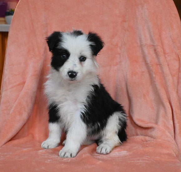ABCA Registered Border Collie For Sale Warsaw OH Female-Angel