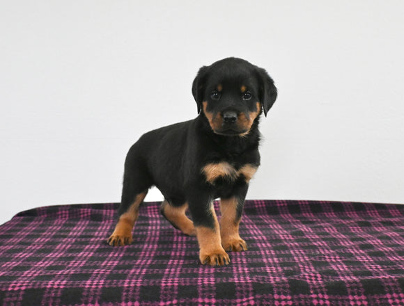 AKC Registered Rottweiler For Sale Applecreek OH Male-Ripley