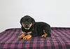 AKC Registered Rottweiler For Sale Applecreek OH Male-Ripley
