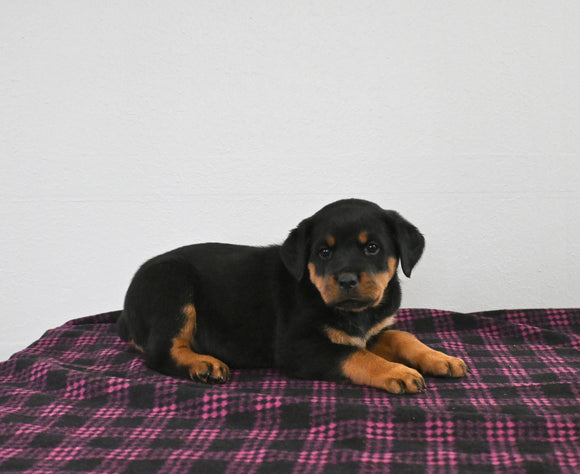 AKC Registered Rottweiler For Sale Applecreek OH Female-Twila